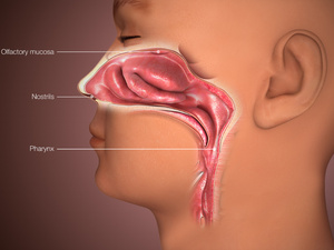 جهاز كوري جديد يعزز حاسة الشم باستخدام الموجات الراديو جهاز كوري جديد يعزز حاسة الشم باستخدام الموجات الراديو