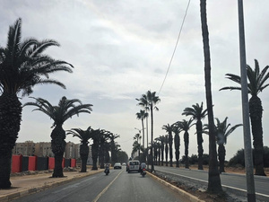 هيمنة النخيل الرومي بالمحمدية تثير الجدل.. وجمعيات تطالب بتشجير إيكولوجي بديل