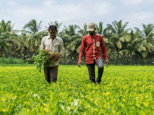 المغرب يعزز مكانته كمورّد استراتيجي للهند بصادرات أسمدة تفوق نصف مليار دولار المغرب يعزز مكانته كمورّد استراتيجي للهند بصادرات أسمدة تفوق نصف مليار دولار