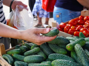 المغرب يتصدر السوق الإسبانية : صادرات الخيار تصل إلى 210 ملايين درهم خلال موسم 2024/2025 المغرب يتصدر السوق الإسبانية : صادرات الخيار تصل إلى 210 ملايين درهم خلال موسم 2024/2025