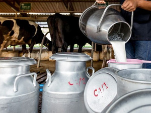 الجفاف وغلاء الأعلاف يهددان استقرار سوق الحليب بالمغرب رغم الاكتفاء في الزبدة الجفاف وغلاء الأعلاف يهددان استقرار سوق الحليب بالمغرب رغم الاكتفاء في الزبدة