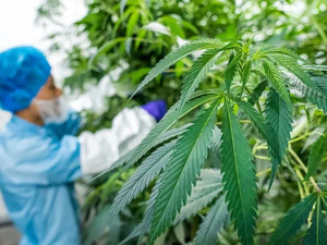 المغرب يضاعف مساحات زراعة القنب الهندي إلى 4751 هكتارًا في 2025 المغرب يضاعف مساحات زراعة القنب الهندي إلى 4751 هكتارًا في 2025