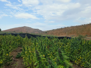 أكثر من 1500 فلاح و140 تعاونية للقنب الهندي في قلب دينامية اقتصادية جديدة أكثر من 1500 فلاح و140 تعاونية للقنب الهندي في قلب دينامية اقتصادية جديدة