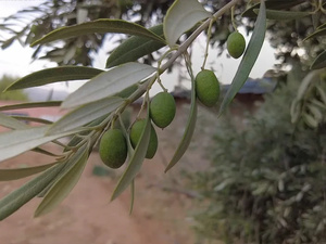 تفاؤل في إنتاج الزيتون بالمغرب.. توقعات بزيادة تتجاوز 75% هذا الموسم تفاؤل في إنتاج الزيتون بالمغرب.. توقعات بزيادة تتجاوز 75% هذا الموسم