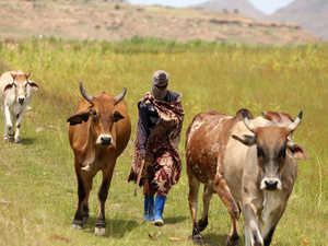 جنوب إفريقيا تواجه تفشياً جديداً لمرض الحمى القلاعية في الماشية جنوب إفريقيا تواجه تفشياً جديداً لمرض الحمى القلاعية في الماشية