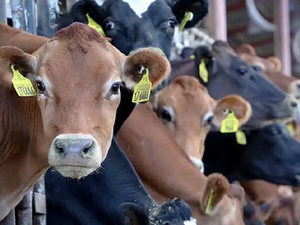 إسبانيا تعلق تصدير الأبقار الحية إلى المغرب بعد ظهور بؤر التهاب الجلد العقدي إسبانيا تعلق تصدير الأبقار الحية إلى المغرب بعد ظهور بؤر التهاب الجلد العقدي