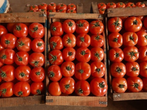 الطماطم المغربية تغزو الأسواق الإسبانية بأكثر من 127 مليون كيلوغرام خلال عام واحد الطماطم المغربية تغزو الأسواق الإسبانية بأكثر من 127 مليون كيلوغرام خلال عام واحد