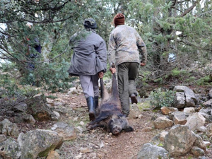 انطلاق موسم إحاشة الخنزير البري 2025-2026 بمختلف مناطق المغرب انطلاق موسم إحاشة الخنزير البري 2025-2026 بمختلف مناطق المغرب