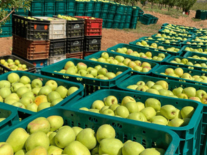 ميدلت تحتضن ملتقى التفاح 2025 لتثمين القطاع ودعم التنمية الجبلية ميدلت تحتضن ملتقى التفاح 2025 لتثمين القطاع ودعم التنمية الجبلية