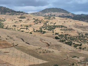 إقليم وزان يطلق مشاريع غرس أشجار الزيتون والتين ضمن إستراتيجية “الجيل الأخضر” إقليم وزان يطلق مشاريع غرس أشجار الزيتون والتين ضمن إستراتيجية “الجيل الأخضر”