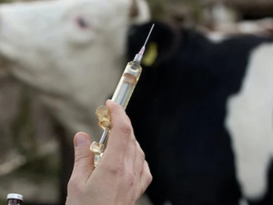 وزارة الصحة المغربية تعمل على تنظيم بيع الأدوية البيطرية