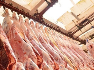 ارتفاع صادرات الاتحاد الأوروبي من لحوم الأبقار والمواشي نحو المغرب بنسبة 25.7% خلال النصف الأول من 2025 ارتفاع صادرات الاتحاد الأوروبي من لحوم الأبقار والمواشي نحو المغرب بنسبة 25.7% خلال النصف الأول من 2025