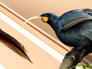 بيع ريشة نادرة لطائر منقرض في نيوزيلندا بـ46 ألف دولار… أغلى ريشة في العالم بيع ريشة نادرة لطائر منقرض في نيوزيلندا بـ46 ألف دولار… أغلى ريشة في العالم