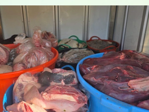 طنجة.. حجز ما يقارب طناً من أحشاء الأبقار غير الصالحة للاستهلاك طنجة.. حجز ما يقارب طناً من أحشاء الأبقار غير الصالحة للاستهلاك