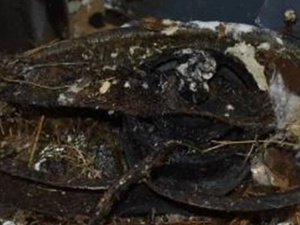 عش طائر داخل مروحة شفط يتسبب في حريق داخل شقة بأمريكا عش طائر داخل مروحة شفط يتسبب في حريق داخل شقة بأمريكا