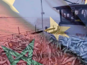 بروكسل تسعى لإعادة التفاوض حول اتفاقية الصيد مع المغرب بعد إلغاء الاتفاق السابق بروكسل تسعى لإعادة التفاوض حول اتفاقية الصيد مع المغرب بعد إلغاء الاتفاق السابق