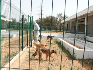 المغرب يخصص 117 مليون درهم لتشييد ملاجئ للحيوانات ومحاربة داء السعار المغرب يخصص 117 مليون درهم لتشييد ملاجئ للحيوانات ومحاربة داء السعار