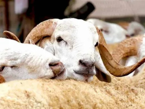 580 ألف كساب يستفيدون من الدعم المباشر… وصرف 2.42 مليار درهم إلى غاية اليوم 580 ألف كساب يستفيدون من الدعم المباشر… وصرف 2.42 مليار درهم إلى غاية اليوم