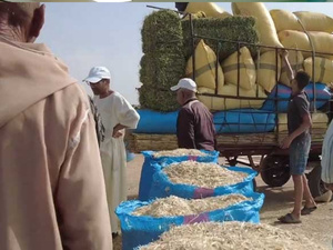 ارتفاع أسعار الأعلاف يثير قلق الكسّابة المغاربة رغم صرف الدعم الحكومي ارتفاع أسعار الأعلاف يثير قلق الكسّابة المغاربة رغم صرف الدعم الحكومي