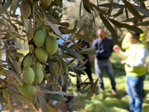 بني ملال.. نتائج غير مسبوقة لمنصات “المثمر” للزيتون بأم البخت تؤكد نجاعة الفلاحة المستدامة بني ملال.. نتائج غير مسبوقة لمنصات “المثمر” للزيتون بأم البخت تؤكد نجاعة الفلاحة المستدامة