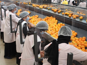 المغرب وتركيا يحرزان تقدماً في المفاوضات حول تصدير المنتجات الزراعية