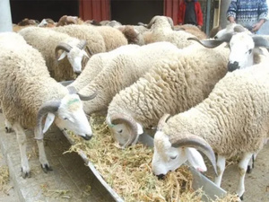 أزيد من 756 ألف كساب يستفيدون من دعم مباشر يفوق 3 مليارات درهم أزيد من 756 ألف كساب يستفيدون من دعم مباشر يفوق 3 مليارات درهم