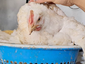 انخفاض أسعار الدجاج الحي في المغرب: وفرة الإنتاج تفرّغ السوق