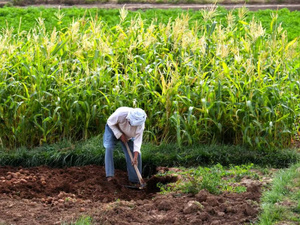 الأمطار في الدار البيضاء-سطات: دينامية جديدة للموسم الزراعي الأمطار في الدار البيضاء-سطات: دينامية جديدة للموسم الزراعي