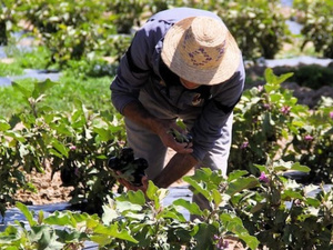 تساقطات مطرية وثلجية تبعث الأمل في موسم فلاحي واعد بالمغرب تساقطات مطرية وثلجية تبعث الأمل في موسم فلاحي واعد بالمغرب