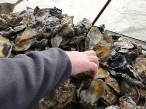 بعد تحاليل دقيقة ومراقبة صارمة… وزارة الصيد البحري تسمح باستئناف جمع وتسويق الصدفيات بالصويرة بعد تحاليل دقيقة ومراقبة صارمة… وزارة الصيد البحري تسمح باستئناف جمع وتسويق الصدفيات بالصويرة