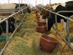 جدل حول جودة الأعلاف في المغرب يضع وزير الفلاحة أمام تحديات جديدة جدل حول جودة الأعلاف في المغرب يضع وزير الفلاحة أمام تحديات جديدة