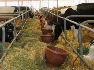 جدل حول جودة الأعلاف بالمغرب: مزارعون يرفعون شكوى للوزارة وتدخل رسمي لمراقبة الأسعار جدل حول جودة الأعلاف بالمغرب: مزارعون يرفعون شكوى للوزارة وتدخل رسمي لمراقبة الأسعار