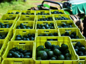 المغرب يواجه منافسة حادة في تصدير الأفوكا إلى الأسواق الأوروبية موسم 2025-2026 المغرب يواجه منافسة حادة في تصدير الأفوكا إلى الأسواق الأوروبية موسم 2025-2026