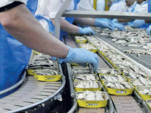 المغرب يعزز مكانته العالمية في صناعة السردين المعلب: أكثر من 150 ألف طن سنوياً للأسواق الدولية المغرب يعزز مكانته العالمية في صناعة السردين المعلب: أكثر من 150 ألف طن سنوياً للأسواق الدولية