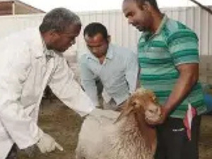 تقدم ملحوظ في برنامج إعادة تكوين الثروة الحيوانية بالمغرب: 32,8 مليون رأس مسجلة تقدم ملحوظ في برنامج إعادة تكوين الثروة الحيوانية بالمغرب: 32,8 مليون رأس مسجلة