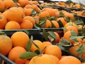 المغرب يسجل رقماً قياسياً في صادرات المندرين إلى ألمانيا المغرب يسجل رقماً قياسياً في صادرات المندرين إلى ألمانيا