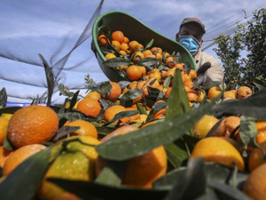 صادرات الحمضيات المغربية تقفز إلى 8200 طن وتضاعف حصتها السوقية بألمانيا