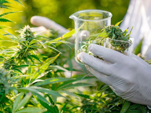 دراسة أمريكية: استخدام القنب الطبي يفتقر إلى أدلة علمية قوية دراسة أمريكية: استخدام القنب الطبي يفتقر إلى أدلة علمية قوية