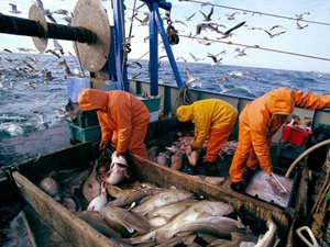 ميناء الناظور يسجل تراجعاً في كميات الصيد البحري التقليدي ميناء الناظور يسجل تراجعاً في كميات الصيد البحري التقليدي