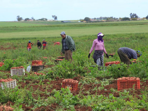 هطول أمطار غزيرة ينعش التفاؤل بالمحاصيل الفلاحية بالدار البيضاء-سطات هطول أمطار غزيرة ينعش التفاؤل بالمحاصيل الفلاحية بالدار البيضاء-سطات