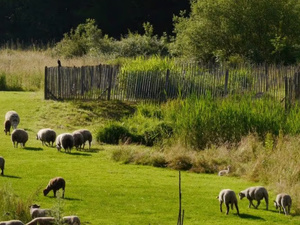 الأمطار الأخيرة في منطقة الدار البيضاء-سطات تفتح آفاقاً واعدة للموسم الزراعي الأمطار الأخيرة في منطقة الدار البيضاء-سطات تفتح آفاقاً واعدة للموسم الزراعي