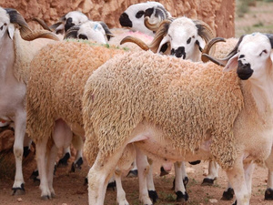 "63٪ أغنام و35٪ ماعز في عملية إعادة تكوين القطيع الوطني بإقليم تاوريرت" "63٪ أغنام و35٪ ماعز في عملية إعادة تكوين القطيع الوطني بإقليم تاوريرت"