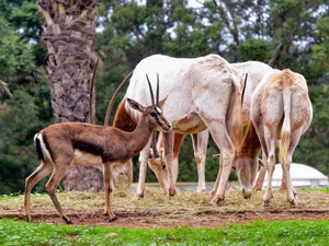 تأجيل جديد لافتتاح حديقة حيوانات عين السبع إثر التساقطات المطرية الغزيرة تأجيل جديد لافتتاح حديقة حيوانات عين السبع إثر التساقطات المطرية الغزيرة