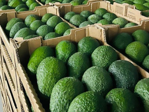 صادرات الأفوكادو المغربي تتجاوز 300 مليون دولار وتفتح الباب أمام أسواق جديدة