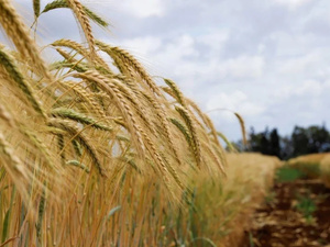 تساقطات مطرية مبشّرة تُحيي آمال موسم الحبوب في المغرب تساقطات مطرية مبشّرة تُحيي آمال موسم الحبوب في المغرب