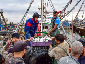 الإنتاج الوطني من المنتجات السمكية يصل إلى 1.1 مليون طن بقيمة 3.8 مليار درهم في 2024