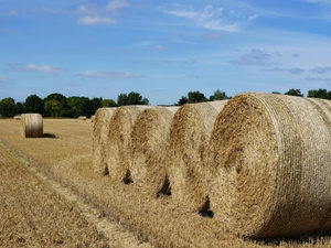 المغرب والبرازيل يعززان التعاون الزراعي وتصدير التبن واللحوم إلى الأسواق المغربية