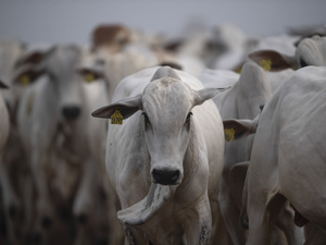 المغرب يعزز وارداته من الماشية الحية : 4.600 رأس من البرازيل خلال شهر واحد المغرب يعزز وارداته من الماشية الحية : 4.600 رأس من البرازيل خلال شهر واحد