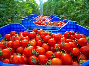 مفاوضات مغربية-بريطانية لإعادة النظر في التعريفات الجمركية للمنتوجات الفلاحية بعد البريكست مفاوضات مغربية-بريطانية لإعادة النظر في التعريفات الجمركية للمنتوجات الفلاحية بعد البريكست