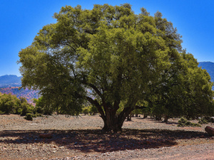 معرض شجرة الأرݣان الدولي بأكادير يحتفي بالتراث الطبيعي والثقافي للمغرب